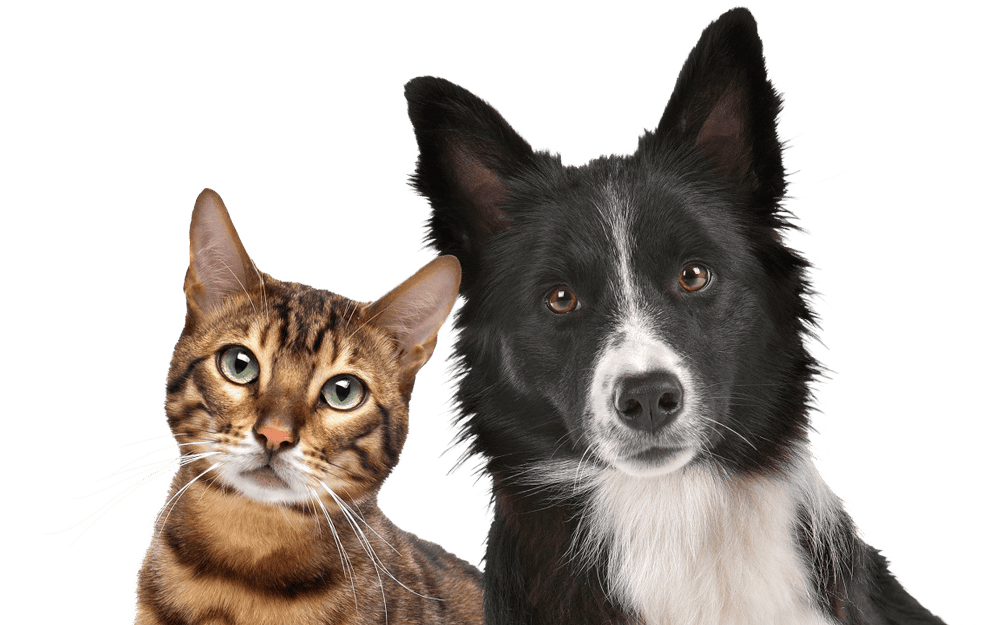 Catdog